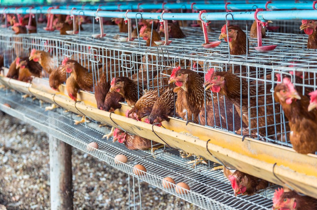 Ternak ayam termasuk dalam industri tertentu yang penyusutannya diatur dalam PMK 72/2023 - Image Source: Envato Elements
